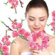 Phong thủy cắm hoa đào - cho cả cả năm may nắm