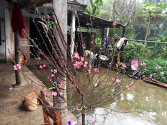 Thôn nghèo trung du ngơ ngẩn ngắm cành đào Hà Nội