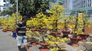 TP.HCM: Đìu hiu thị trường hoa kiểng ngày Tết