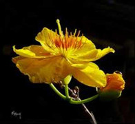 Lắng nghe những khúc nhạc xuân yêu đời