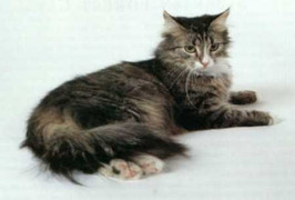 Tin được không, tỷ phú thế giới chết vì... lẩu thịt mèo