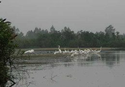 Chim cò “cướp” tôm của nông dân để... 