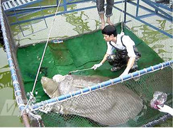 Những chuyện chưa tiết lộ về cuộc chữa bệnh cho cụ rùa