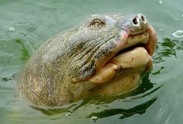 Video lần đầu công bố: Chữa bệnh cho cụ Rùa