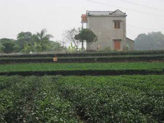 Nghe kể về loại chè hảo hạng của Việt Nam