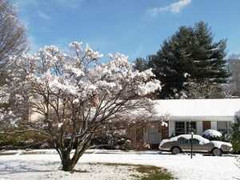 Tết của người Việt nơi trời Tây