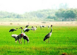 Tràm Chim sắp trở thành khu bảo tồn tầm cỡ thế giới