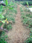 Vụ cưỡng chế ở Hải Phòng: Thanh tra Chính phủ vào cuộc