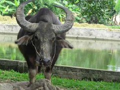 Trâu hoảng loạn bỏ chạy khiến 1 người tử vong