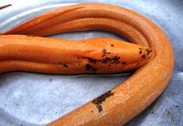 Kỳ lạ con lươn dài 1,1m, nặng 1,6 kg, màu vàng óng