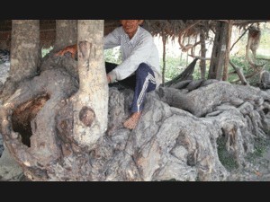 Ông nông dân trúng đậm gốc cây hình quái thú