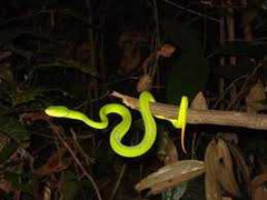 Rắn, rết, sâu bọ xuất hiện ê hề giữa Thủ đô