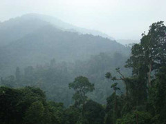 Thiên tình sử ở... 