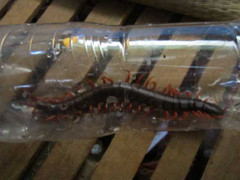 Giữa thủ đô, rết độc mua dễ như rau