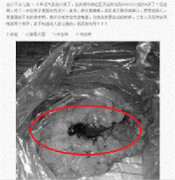 Ăn xôi, cắn nhầm… gián chết