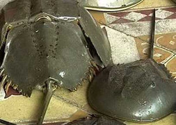 Nướng so biển ăn: ngộ độc suýt mất mạng