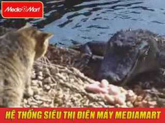 Chú mèo dũng cảm dọa cá sấu bỏ chạy