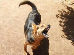 Bị chó cắn, bé 2 tuổi chấn thương nặng vùng mặt