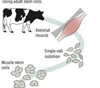 Thịt nhân tạo từ tế bào gốc: thực phẩm trong tương lai