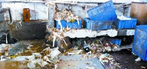 Khử trùng đồ ăn uống bằng... nước thối lẫn băng vệ sinh