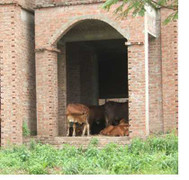 Giữa Thủ đô, biệt thự triệu đô xây cho... bò ở