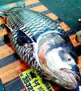 Ngư dân An Giang bắt được cá hô giá hơn 200 triệu đồng