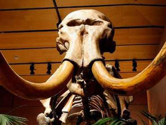 Voi ma mút cổ đại có thể sắp tái sinh