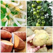 8 thực phẩm thường ngày có thể ... hại người