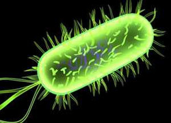 Phòng chống ngộ độc thực phẩm từ ngôi nhà của bạn