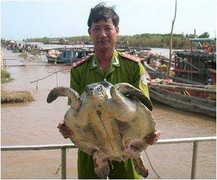 Bạc Liêu: Giải cứu một con rùa có nguy cơ tuyệt chủng