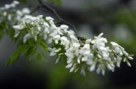 Đẹp ngỡ ngàng hoa sưa Hà Nội