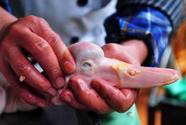 Bóc mẽ chiêu làm giả vịt thành ngỗng tinh vi