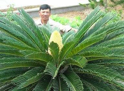 Đẹp rực rỡ cây thiên tuế nở trong sân chùa