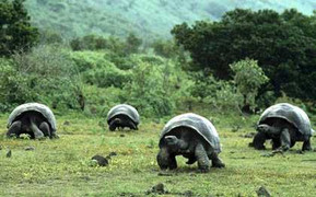 Lạc vào xứ sở của những “cụ rùa” khổng lồ