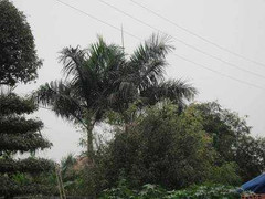 Thanh Hóa: Phát hiện tử thi trên cây cau