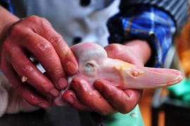 Công nghệ biến vịt thành ngỗng quay cực đơn giản