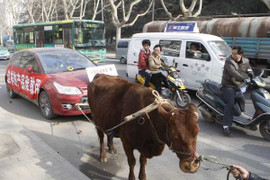 Xe sửa 40 lần không được, giận dữ thuê bò kéo