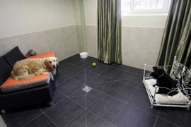 Hà Nội: Chi 100 triệu đồng cho chó mèo nghỉ “khách sạn”