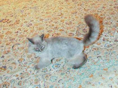 Mèo cưng của Tổng thống Nga khuấy đảo cộng đồng mạng