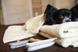 Sống cũng sướng chết cũng sướng như... chó mèo