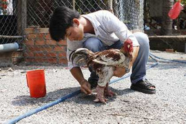 Mục sở thị cảnh 'đại gia' cưng gà hơn... vợ