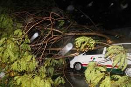 TP. HCM: Mưa to, gió lớn, nhiều cây xanh gãy gục