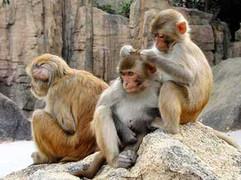 Lời ai điếu cho bầy khỉ vàng cuối cùng ở Hải Dương