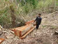 Cả cánh rừng bị 'xẻ thịt' ngay gần UBND xã