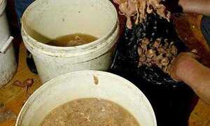 Biến gà, vịt chết thành đặc sản