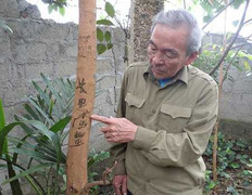 Giải mã dòng chữ mọc trên cây nhãn ở Nghệ An