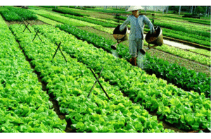 GS Nguyễn Lân Dũng không tin máy Nano làm hết thuốc sâu