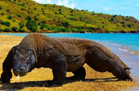 Xứ sở của loài rồng cực kỳ hung dữ