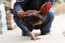 Kỷ lục: 70 triệu đồng một đôi gà Đông Tảo