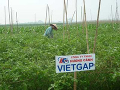 Thay dây buộc rau: rau không an toàn thành rau an toàn